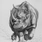 Nashorn