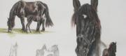 Tierportraits