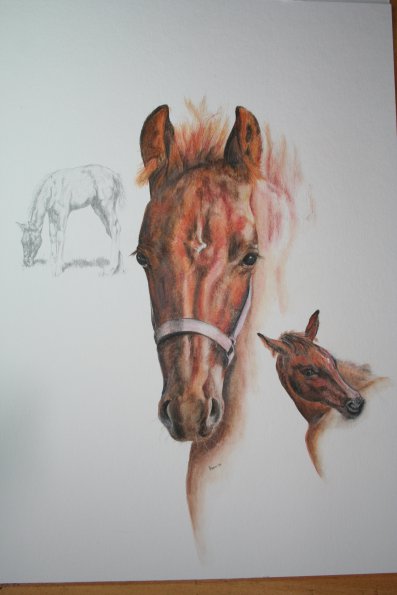 "Dt. Reitpferd"