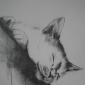 Schlafende Katze