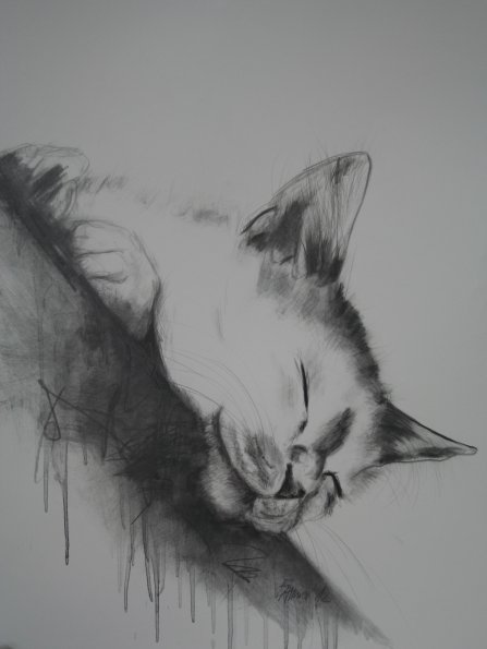 Schlafende Katze